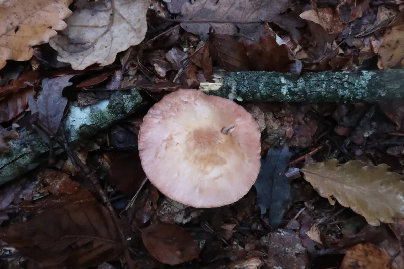 Agaricus sylvaticus 1 - IMG_2114
